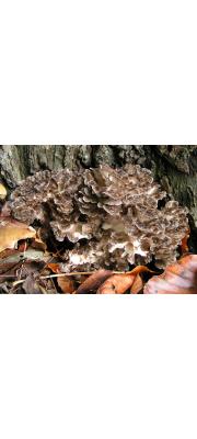 잎새버섯(다박잎새버섯) (Grifola frondosa (Dicks.) Gray  > Grifola albicans Imaz.)