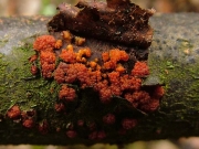 원추알보리수버섯 (Nectria coryli Fuckel)