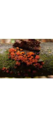 원추알보리수버섯 (Nectria coryli Fuckel)
