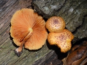 비늘미치광이버섯 (Gymnopilus lepidotus Hesler)