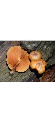 비늘미치광이버섯 (Gymnopilus lepidotus Hesler)