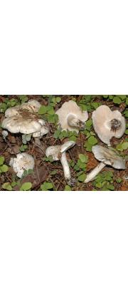 흰비단송이 (Tricholoma columbetta (Fr.) P. Kumm.)