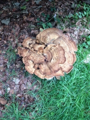 왕잎새버섯 (Meripilus giganteus (Pers.) P. Karst.  > Grifola gigantea (Pers.) Pilἀt.)