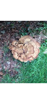 왕잎새버섯 (Meripilus giganteus (Pers.) P. Karst.  > Grifola gigantea (Pers.) Pilἀt.)