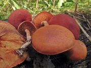 미치광이버섯(솔미치광이버섯) (Gymnopilus liquiritiae (Pers.) P. Karst.  > Flammula liquiritiae (Pers.) P. Kumm.)