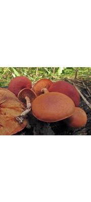 미치광이버섯(솔미치광이버섯) (Gymnopilus liquiritiae (Pers.) P. Karst.  > Flammula liquiritiae (Pers.) P. Kumm.)