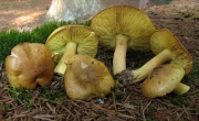 금빛송이(금버섯, 금해송송이) (Tricholoma equestre (L.) P. Kumm.  > Tricholoma flavovirens (Pers.) S. Lund. > Tricholoma auratum (Paulet) Gillet)