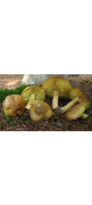 금빛송이(금버섯, 금해송송이) (Tricholoma equestre (L.) P. Kumm.  > Tricholoma flavovirens (Pers.) S. Lund. > Tricholoma auratum (Paulet) Gillet)