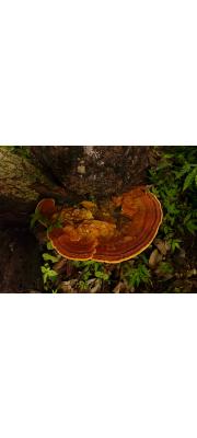 오징어각목버섯 (Rigidoporus lineatus (Pers.) Ryv.  > Rigidoporus zonalis (Berk.) Imaz.)