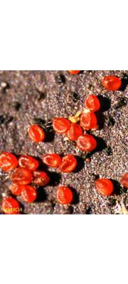 붉은씨알보리수버섯 (Nectria episphaeria (Tode.) Fr.)