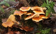 침투미치광이버섯 (Gymnopilus penetrans (Fr.) Murr.  > Gymnopilus hybridus (Bull.) Maire)