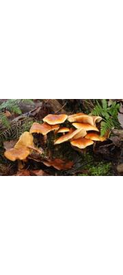 침투미치광이버섯 (Gymnopilus penetrans (Fr.) Murr.  > Gymnopilus hybridus (Bull.) Maire)
