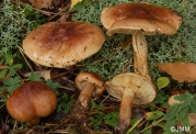 황갈색송이 (Tricholoma fulvum (Fr.) Bigeard & H. Guill.)