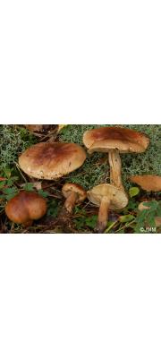 황갈색송이 (Tricholoma fulvum (Fr.) Bigeard &amp; H. Guill.)