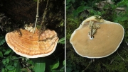 각목버섯 (Rigidoporus microporus (Swartz) Overeem.  > Rigidoporus lignosus (Klotz.) Imaz.)