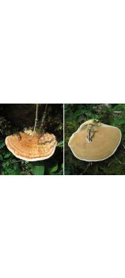각목버섯 (Rigidoporus microporus (Swartz) Overeem.  > Rigidoporus lignosus (Klotz.) Imaz.)