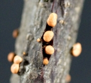 연기알보리수버섯 (Nectria funicola Berk. & Br.)