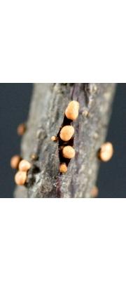연기알보리수버섯 (Nectria funicola Berk. &amp; Br.)