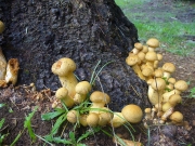 배불뚝이미치광이버섯 (Gymnopilus ventricosus (Earle) Hesler)