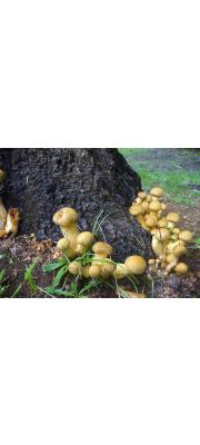 배불뚝이미치광이버섯 (Gymnopilus ventricosus (Earle) Hesler)