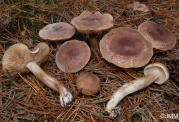 붉은송이 (Tricholoma imbricatum (Fr.) P. Kumm.)