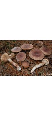 붉은송이 (Tricholoma imbricatum (Fr.) P. Kumm.)