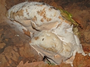 황색각목버섯 (Rigidoporus ulmarius (Sow.) Imaz.)
