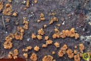 담황색알보리버섯 (Nectria pallidula Cooke)