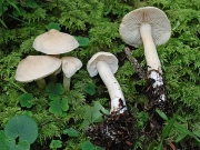 향기송이 (Tricholoma inamoenum (Fr.) Gill.)