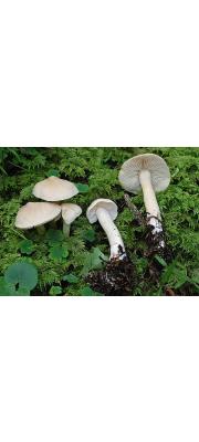 향기송이 (Tricholoma inamoenum (Fr.) Gill.)