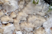물결각목버섯 (Rigidoporus undatus (Pers.) Donk)