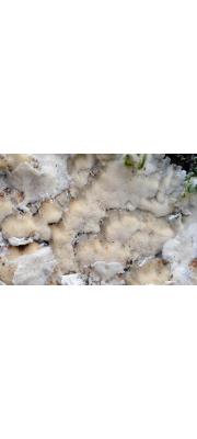물결각목버섯 (Rigidoporus undatus (Pers.) Donk)