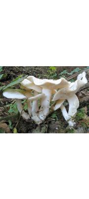 흰주름만가닥버섯(밀만가닥버섯) (Lyophyllum connatum (Schum.) Sing. > Clitocybe connata (Schum.) Gill.)