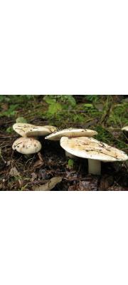 일본흰송이(흰송이, 찐빵송이) (Tricholoma japonicum Kawam.)