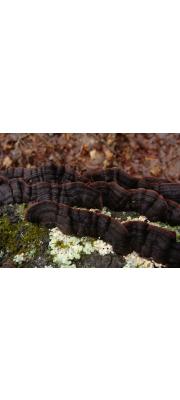 털가는주름고약버섯(털가는주름버섯) (Punctularia strigosozonata (Schw.) Talbot  > Phlebia strigosozonata)