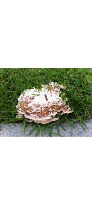 적갈색유관버섯(미로버섯부치) (Abortiporus biennis (Bull.) Sing.)