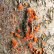 벼혹보리수버섯(벼알보리수버섯) (Neonectria galligena (Bres.) Rossm. & Sam. > Nectria galligena Bres.)