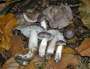 가루송이 (Tricholoma josserandii Bon)