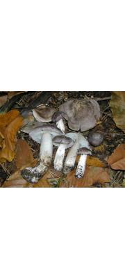 가루송이 (Tricholoma josserandii Bon)