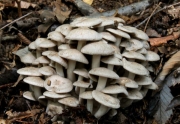 연기색만가닥버섯(무데기만가닥버섯, 왕송이버섯) (Lyophyllum fumosum (Pers.) Orton)