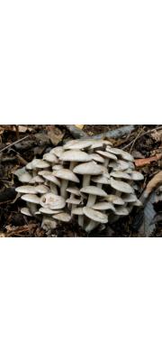 연기색만가닥버섯(무데기만가닥버섯, 왕송이버섯) (Lyophyllum fumosum (Pers.) Orton)