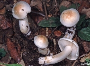 털송이 (Tricholoma lascivum (Fr.) Gillet)