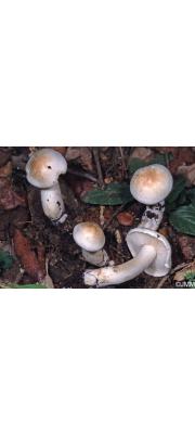 털송이 (Tricholoma lascivum (Fr.) Gillet)