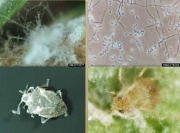 윤생곁가지포자균 (Lecanicillium lecanii (Zimm.) Zare & W. Gams  > Verticillium lecanii (Zimm.) Viegas)