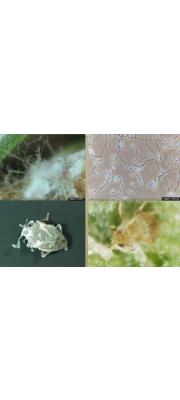 윤생곁가지포자균 (Lecanicillium lecanii (Zimm.) Zare &amp; W. Gams  > Verticillium lecanii (Zimm.) Viegas)