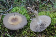 흑변만가닥버섯 (Lyophyllum immundum (Berk.) Kühn.)