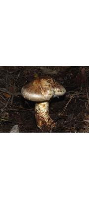 송이(송이버섯) (Tricholoma matsutake (S. Ito. &amp; Imai) Sing.)