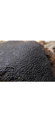 검은점버섯 (Camarops polysperma (Mont.) J. H. Miller.)