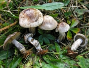 만가닥버섯(변색만가닥버섯) (Lyophyllum leucophaeatum (P. Karst.) P. Karst.)