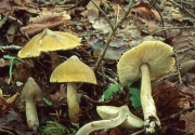 독송이 (Tricholoma muscarium Kawam. ex Hongo)